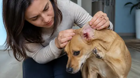 Chien se gratte les oreilles : otite, parasite ou allergie ?