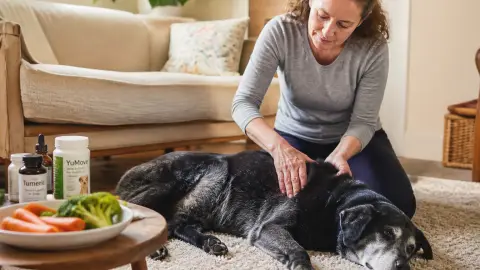 Arthrose du chien : traitements naturels et limites à connaître