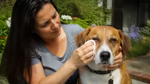 Conjonctivite du chien : traitements naturels et cas à éviter