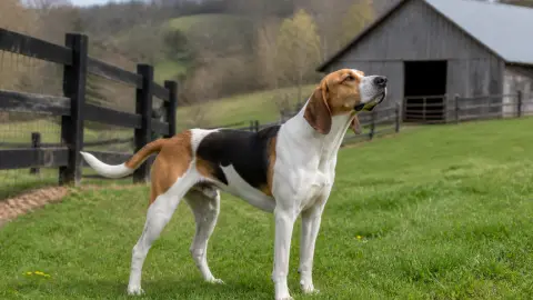 Foxhound Américain : origines et histoire d'un chien de chasse devenu compagnon