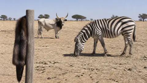 Quels animaux commencent par Z ? Liste complète et insolite