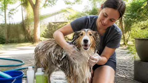 Laver son chien : à quelle fréquence selon son poil et son mode de vie ?