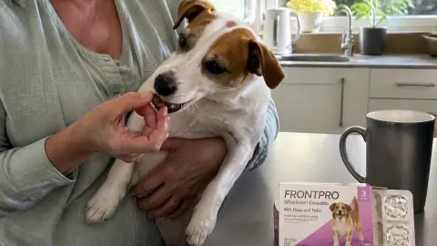 Frontpro chien : cet antiparasitaire vaut-il le coup ?