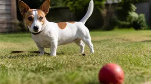 Jack Russell croisé Teckel : un chien au physique surprenant, au caractère explosif