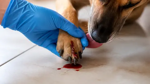 Maladie des griffes du chien : comment la reconnaître et la soigner