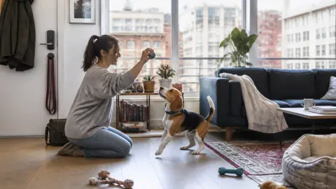 Chien en appartement : comment organiser sorties, jeux et solitude