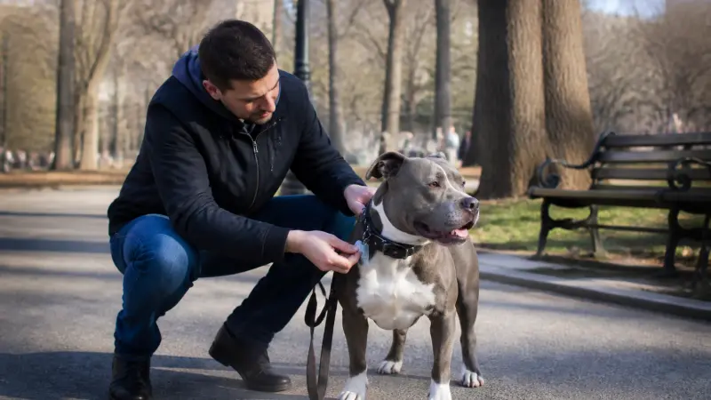 Chien de catégorie : comment savoir si son chien est concerné ?