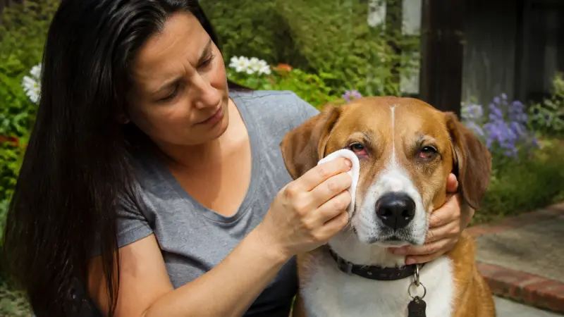 Conjonctivite du chien : traitements naturels et cas à éviter
