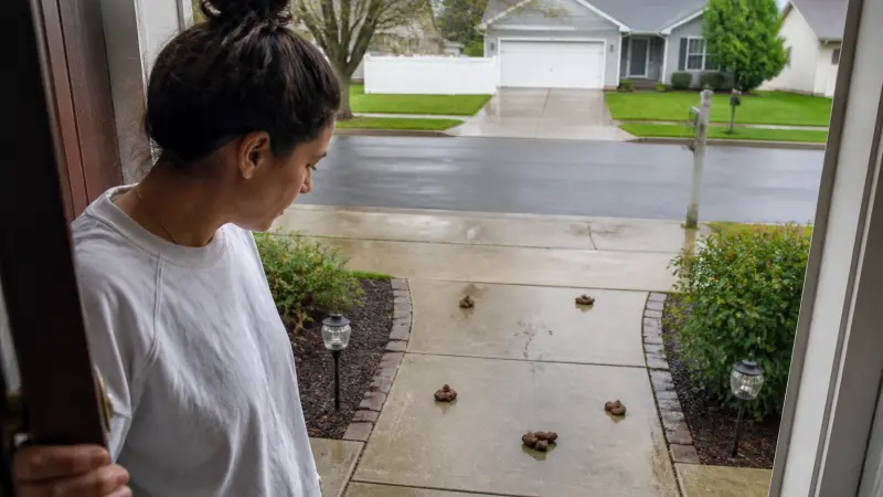 Crottes de chien devant chez moi : que faire légalement et concrètement ?
