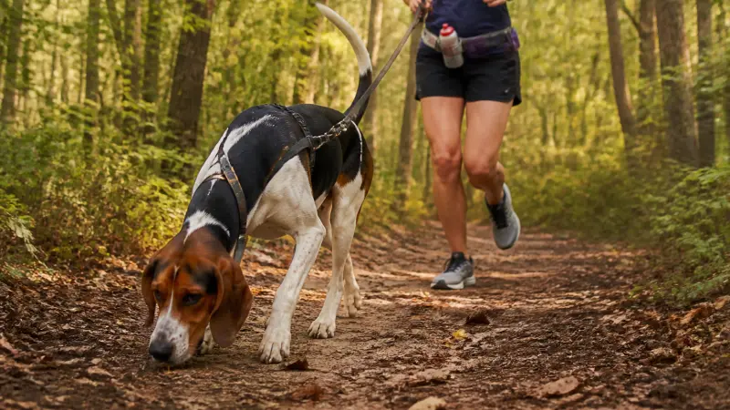 Foxhound Américain : maison ou extérieur, quel cadre de vie idéal ?