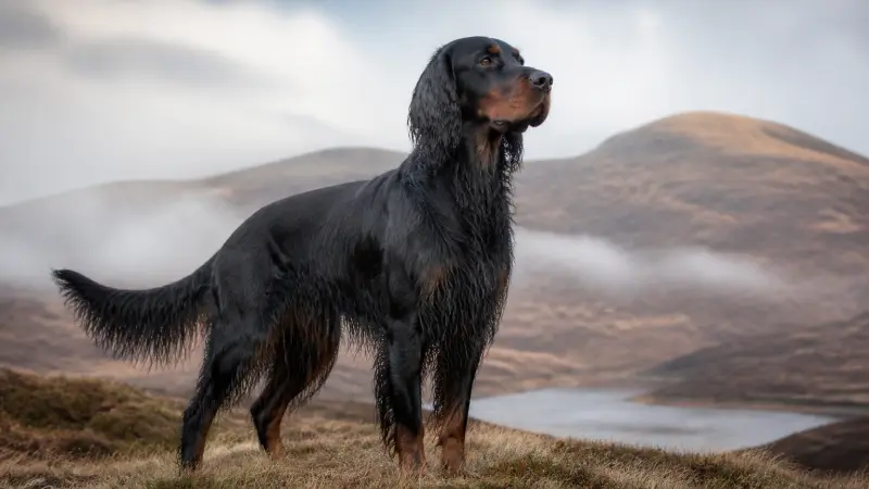 Setter Gordon : un chien élégant au caractère passionné