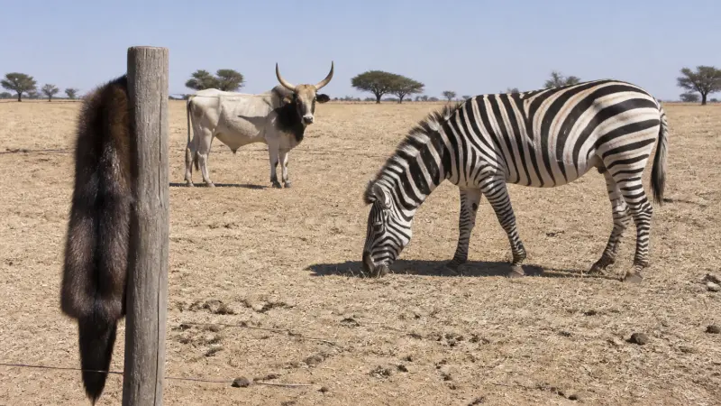 Quels animaux commencent par Z ? Liste complète et insolite