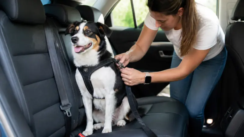 Transport du chien en voiture : sécurité, loi et bons réflexes