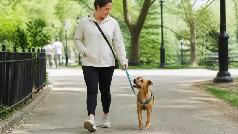 Mon chien tire en laisse : méthode simple pour corriger sans conflit