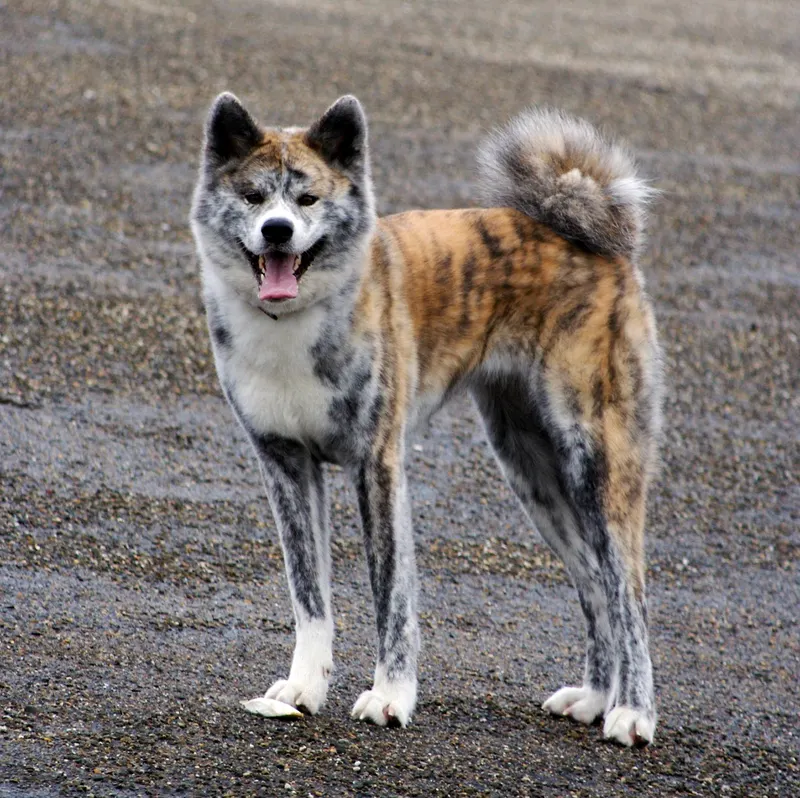 Akita inu