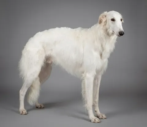 Barzoï