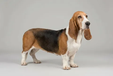Basset artésien normand