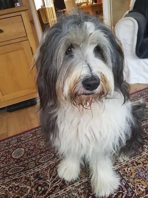 Bearded collie