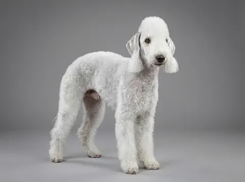 Bedlington terrier