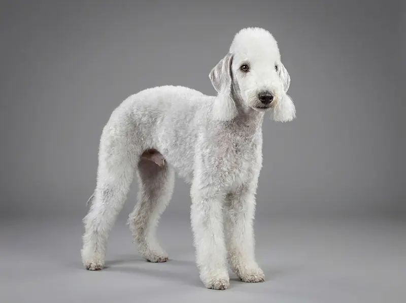 Bedlington terrier