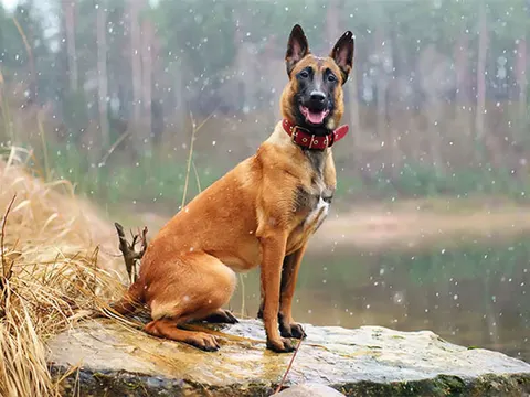 Berger belge Malinois