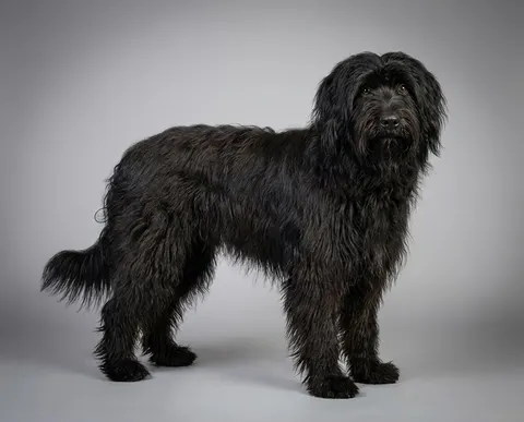 Berger catalan