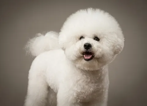 Bichon à poil frisé