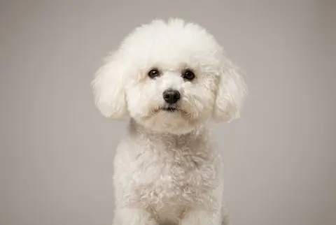 Bichon bolonais