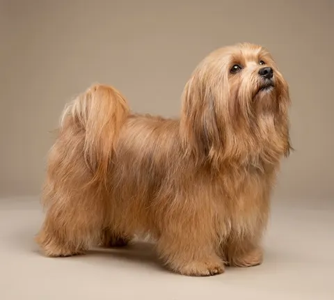 Bichon havanais
