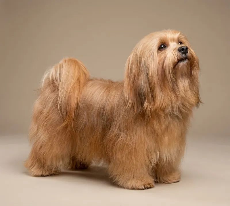 Bichon havanais