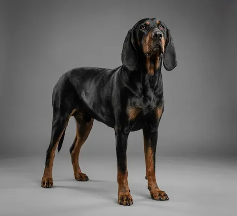 Black and tan coonhound