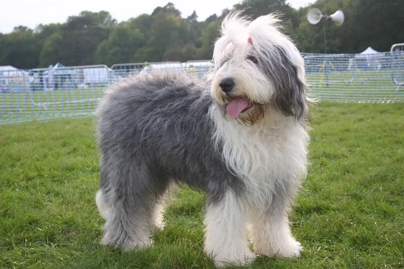 Bobtail