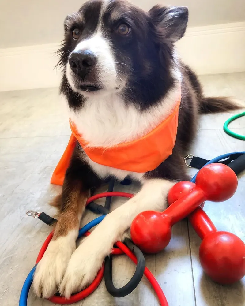 Border collie