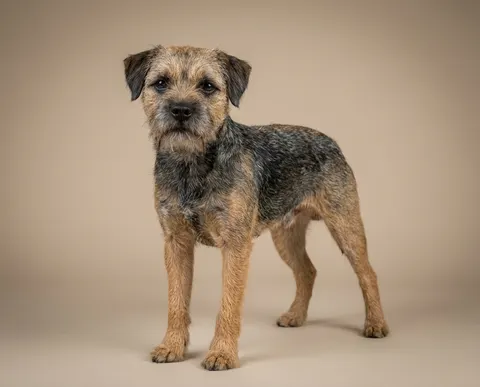Border terrier