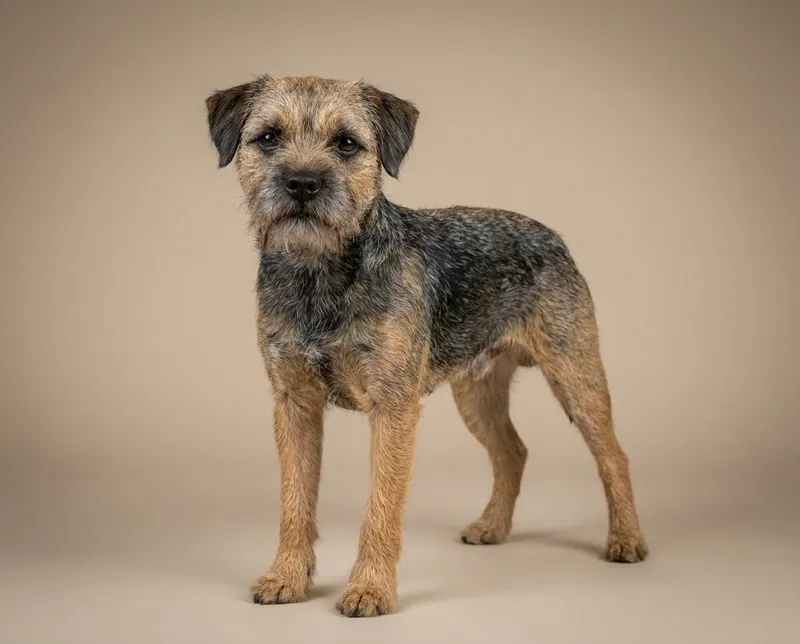 Border terrier