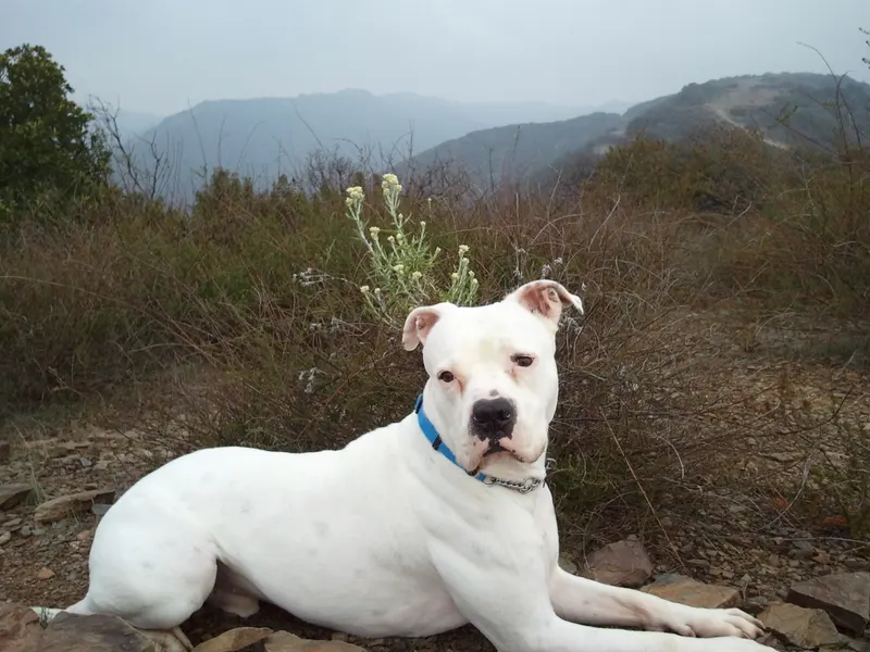 Bouledogue Américain