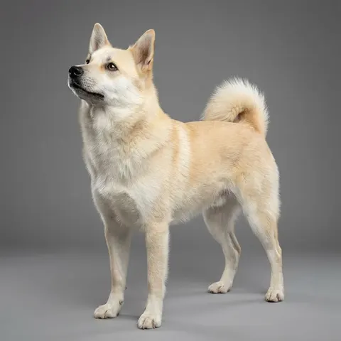 Buhund norvégien
