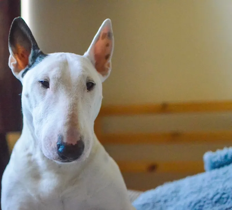Bull terrier
