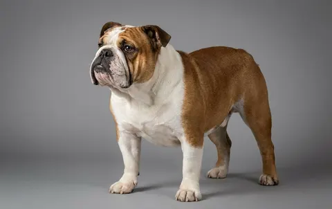 Bulldog anglais