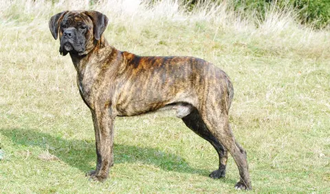 Cane corso