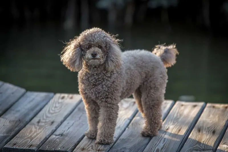 Caniche nain