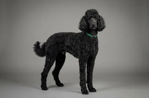 Caniche Royal