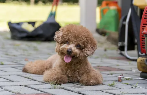 Caniche Toy