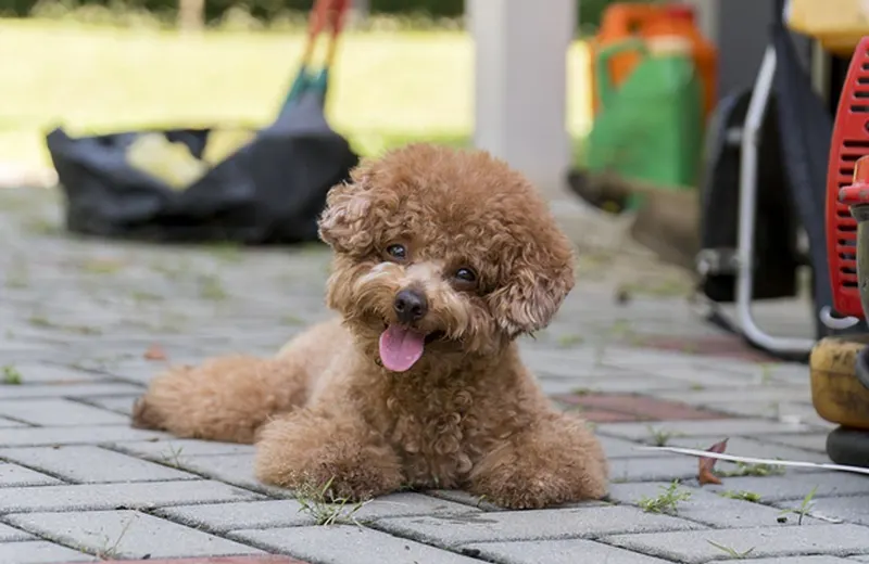 Caniche Toy