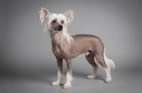 Chien chinois à crête