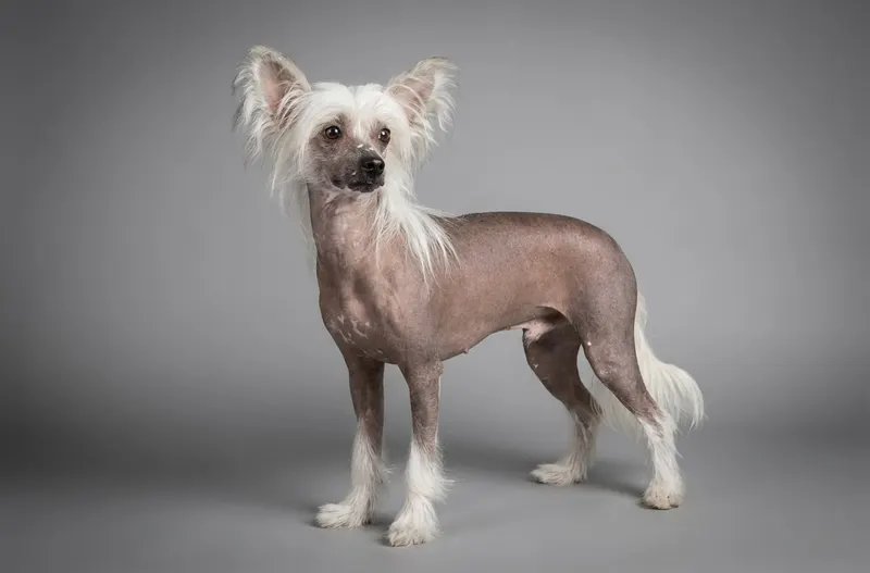 Chien chinois à crête
