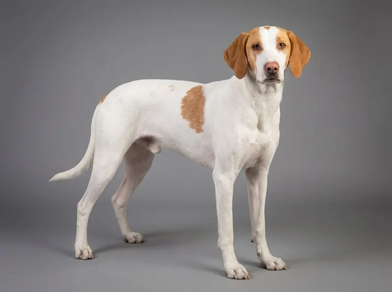 Chien courant d’Istrie à poil ras