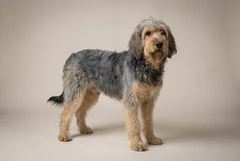 Chien courant de Bosnie à poil dur