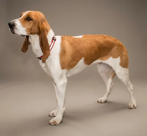 Chien courant suisse