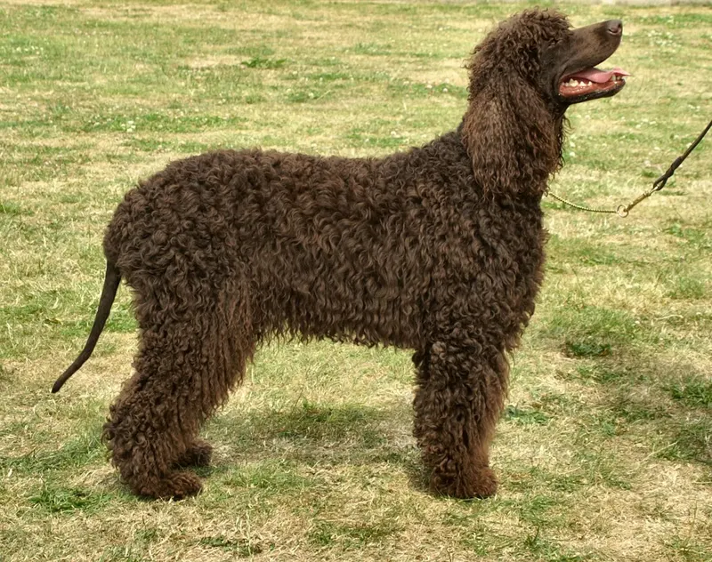 Chien d’eau américain